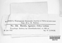 Micarea lignaria image